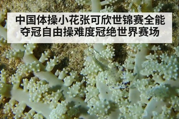 中国体操小花张可欣世锦赛全能夺冠自由操难度冠绝世界赛场